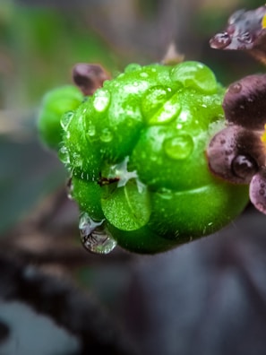 Close-up photo of a vibrant cannabis flower with dewdrops.