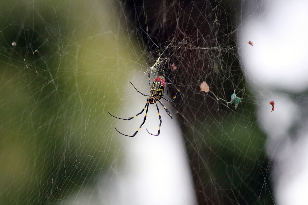 black and red spider on spider web in close up photography during daytime