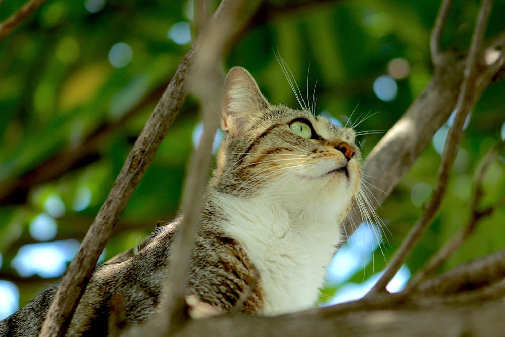 white and brown tabby cat on tree branch