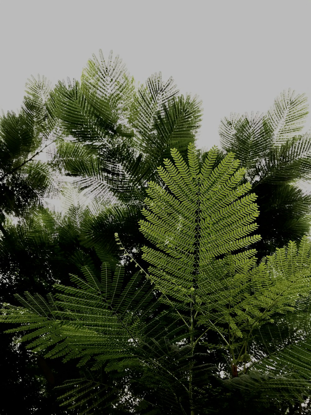 green fern plant under white sky during daytime