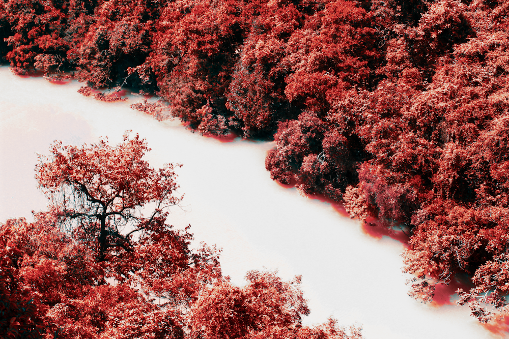 red and brown trees on brown sand