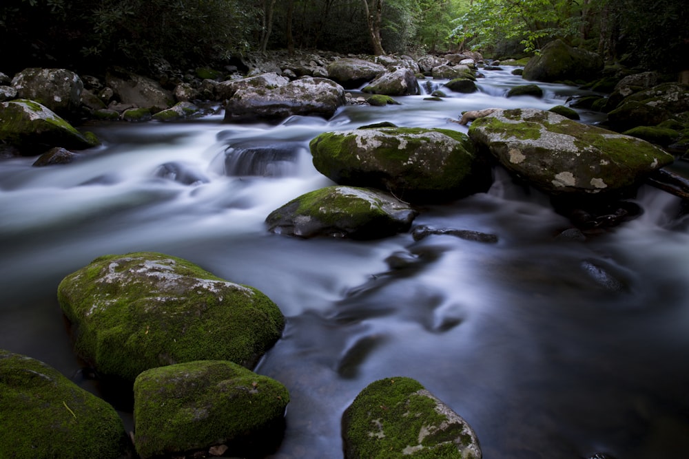 green moss on rocks in river