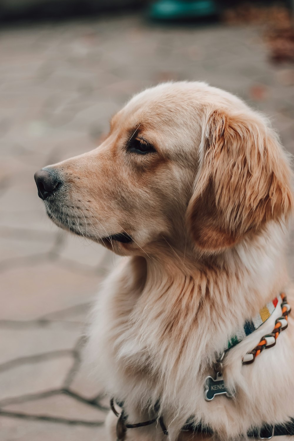 golden retriever with blue collar