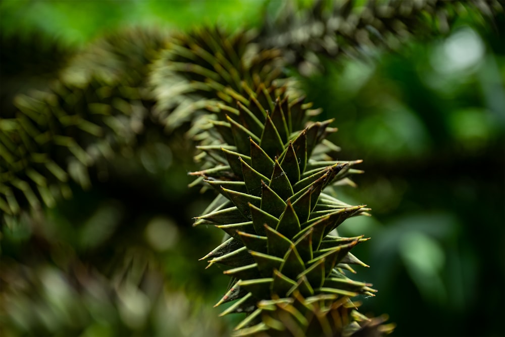 green and brown plant in close up photography