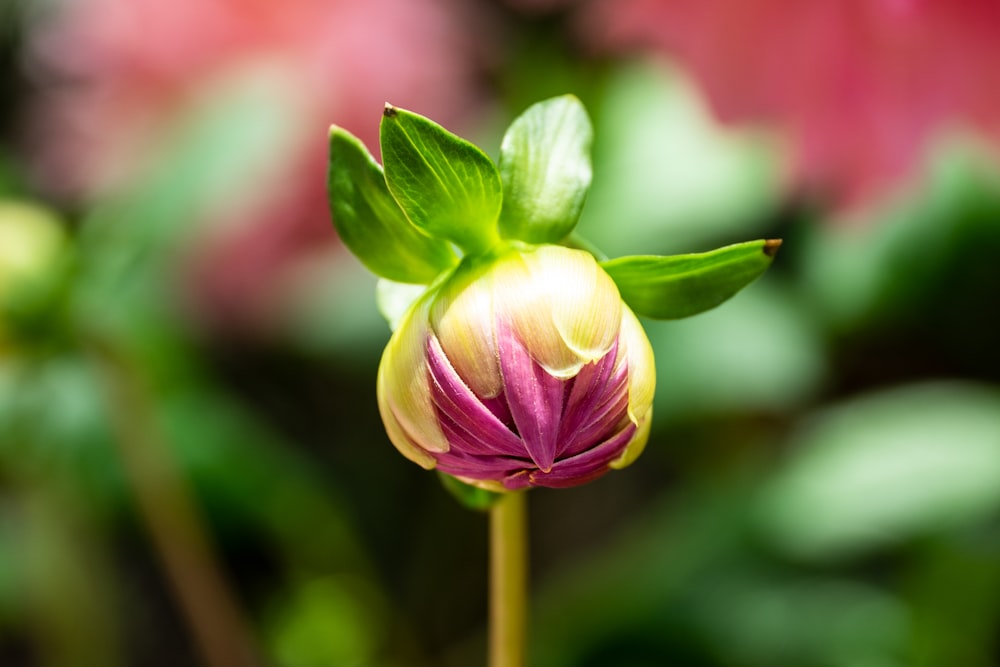 yellow and pink flower in tilt shift lens