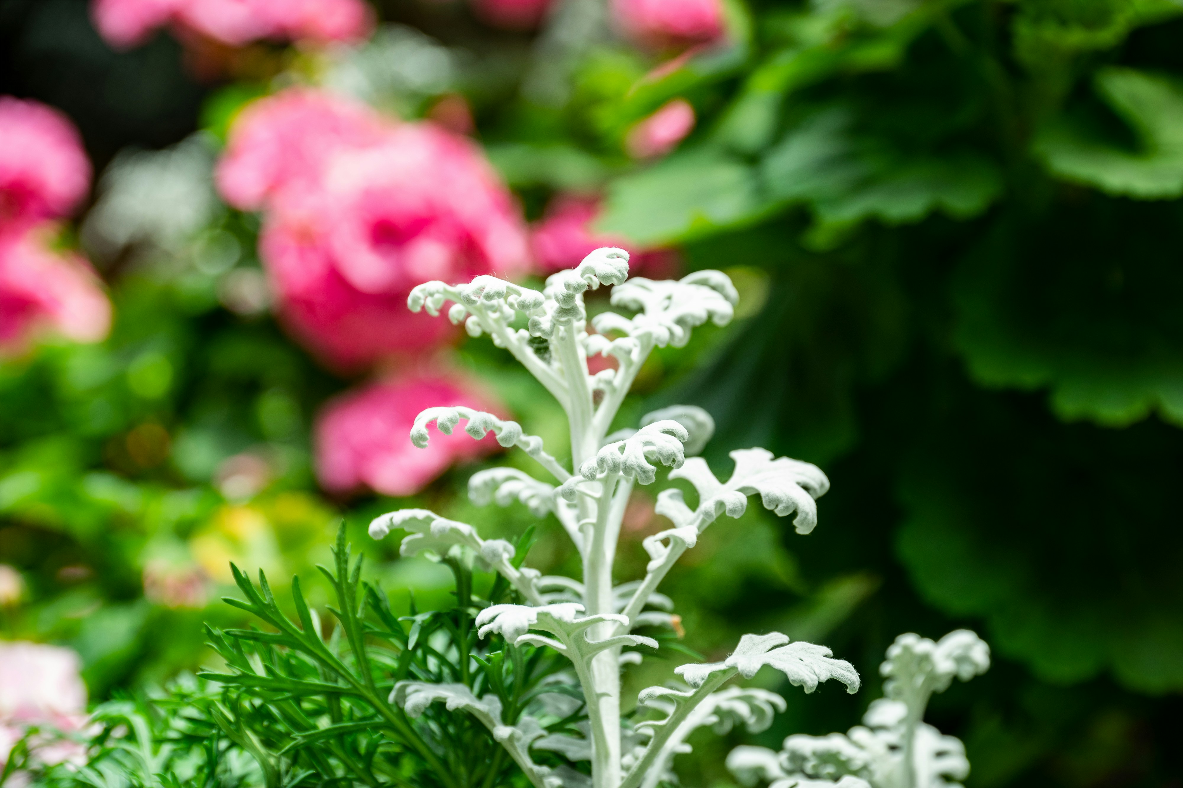 Photo by sunilcsharma