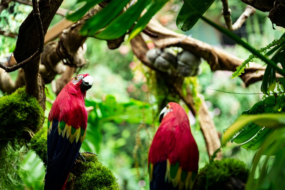 red green and black parrot on brown tree branch