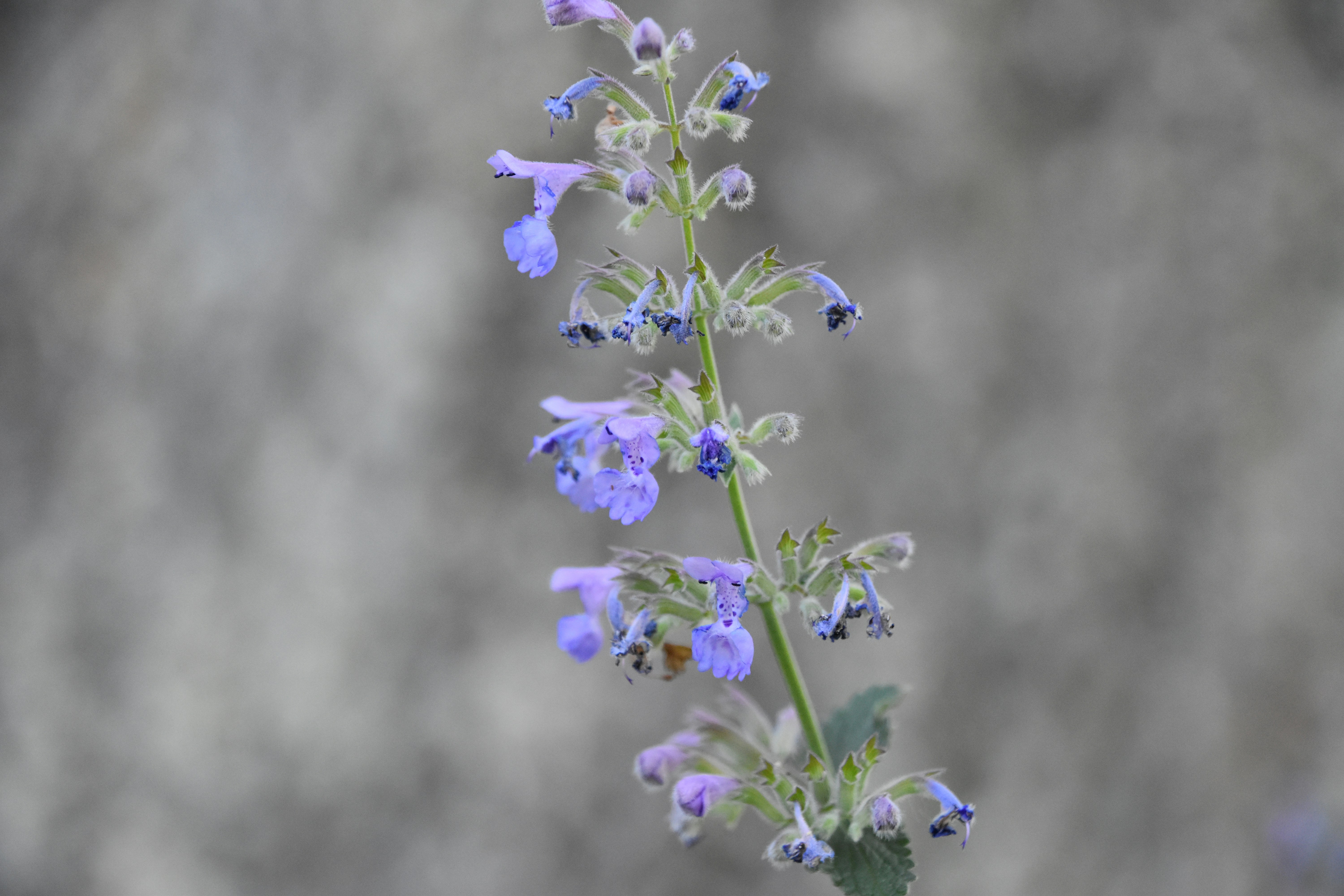 Photo by cindie_photographer