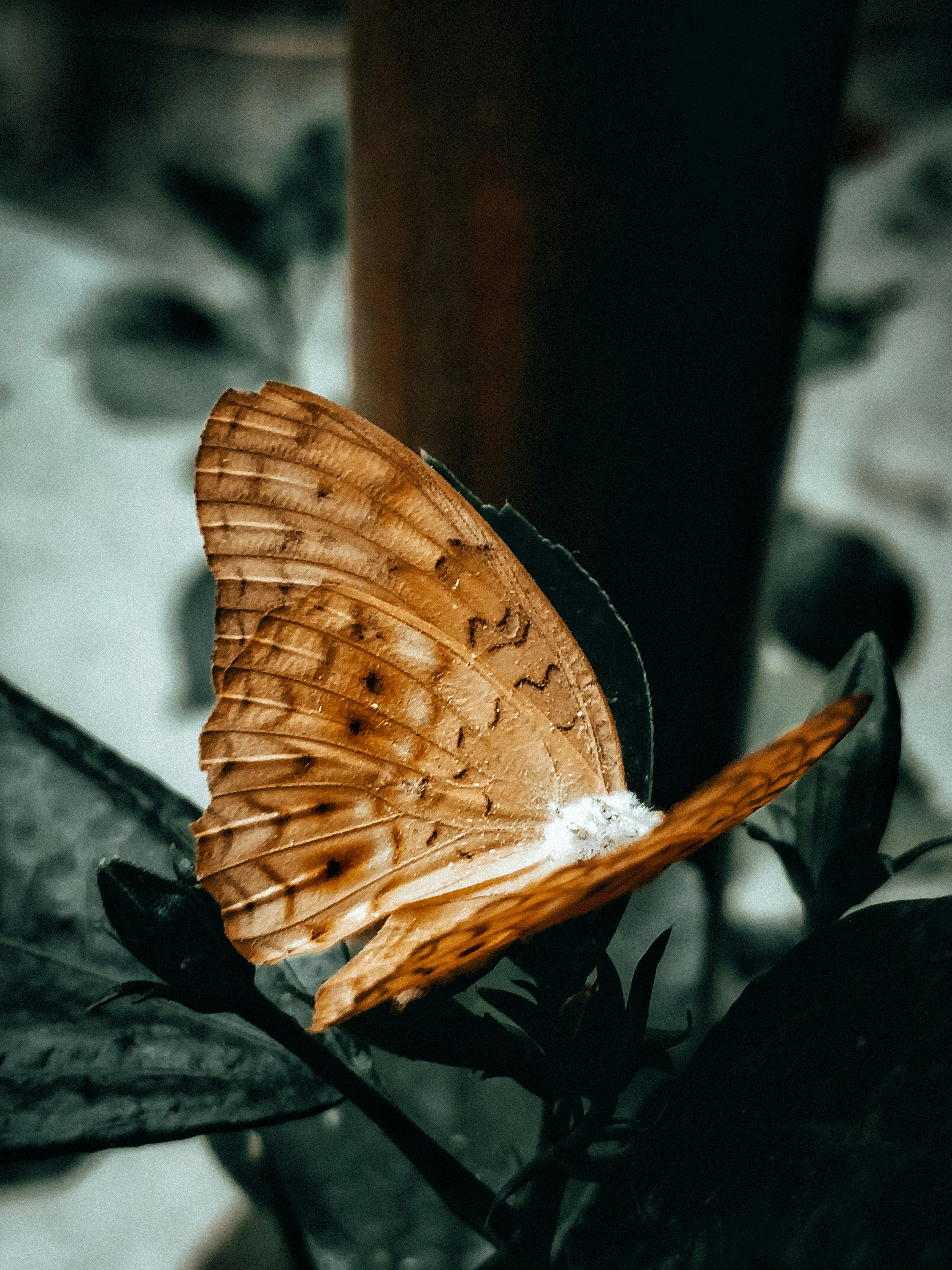 brown and white butterfly perched on brown wooden post during daytime