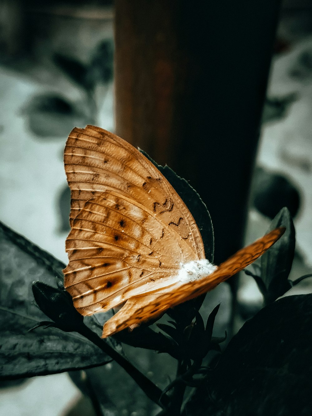 brown and white butterfly perched on brown wooden post during daytime