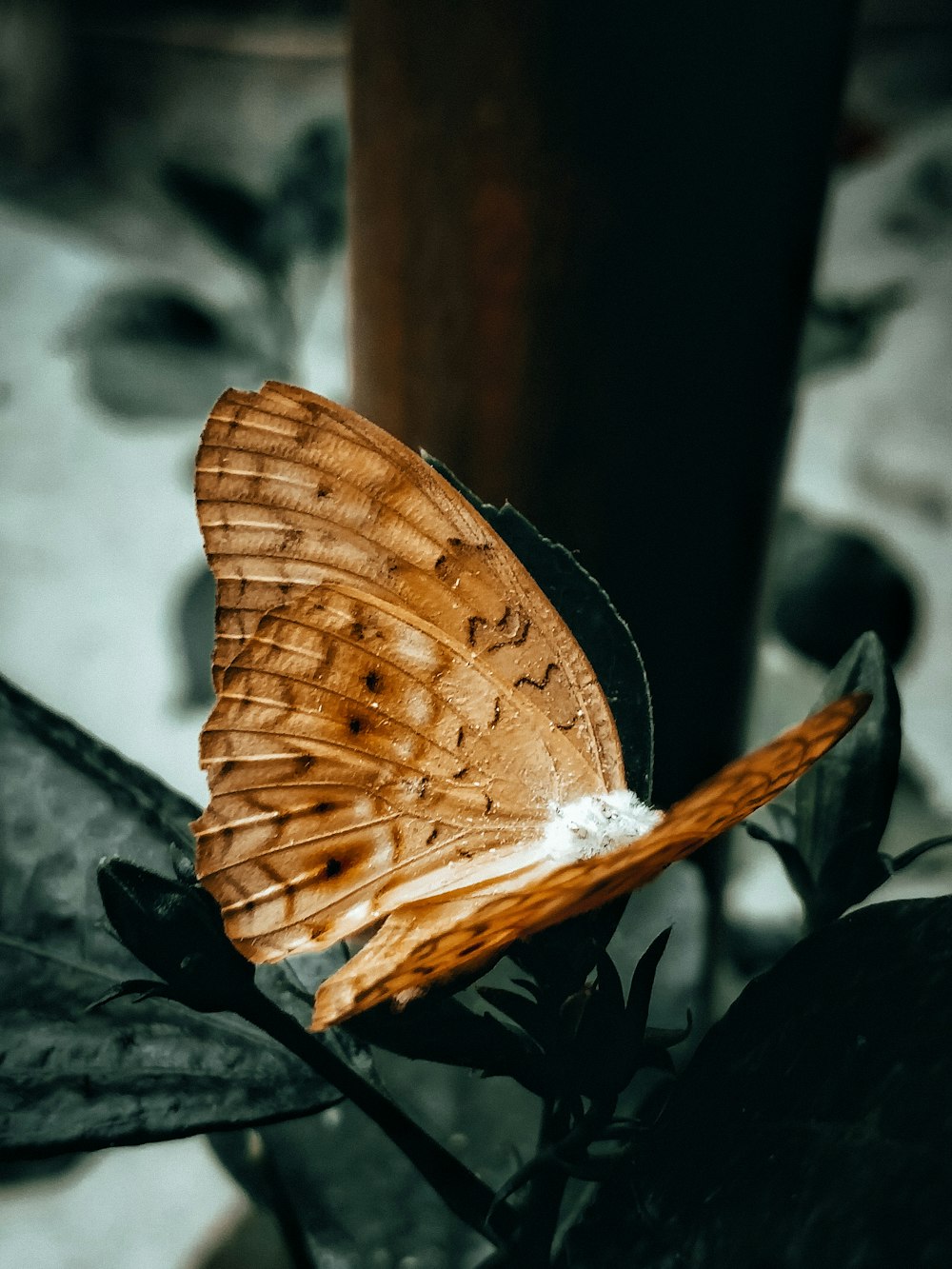 farfalla marrone e bianca appollaiata su palo di legno marrone durante il giorno