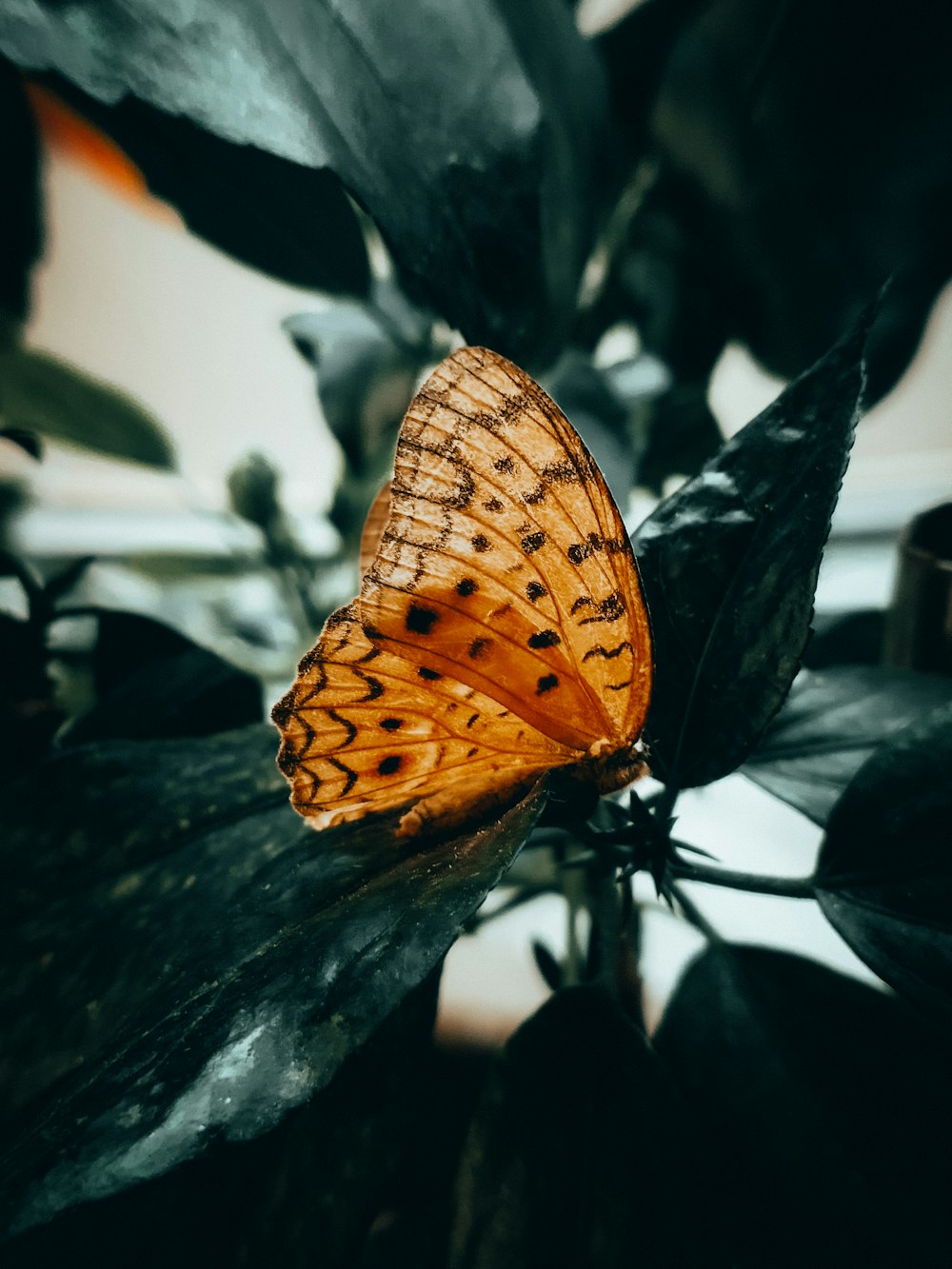 brown and black butterfly on green leaf