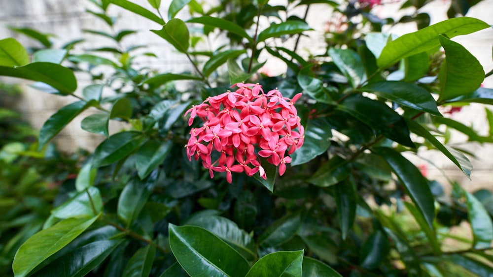 pink flower in tilt shift lens