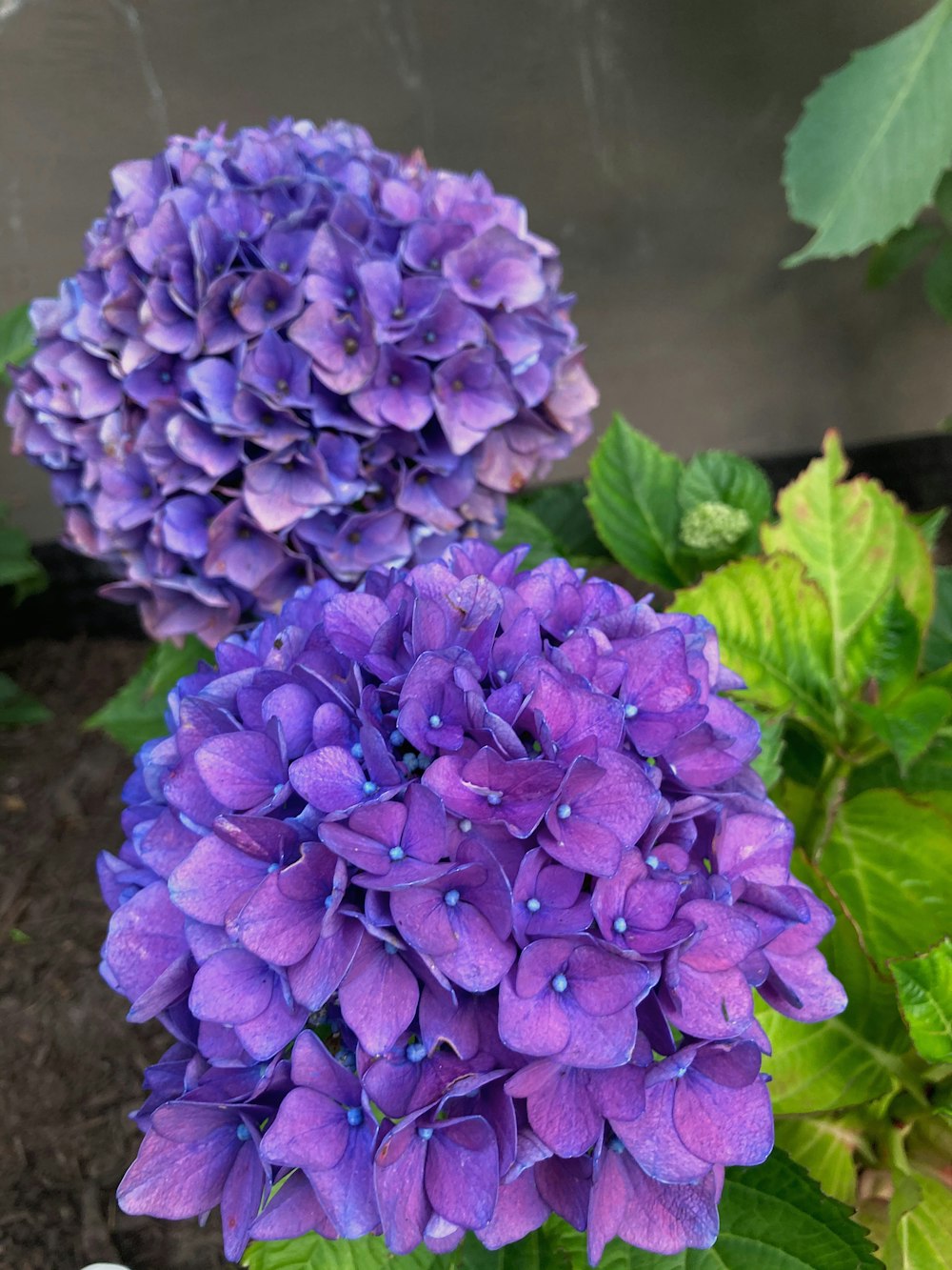 Violette Hortensien blühen tagsüber