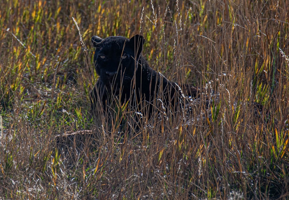 black bear on green grass field during daytime