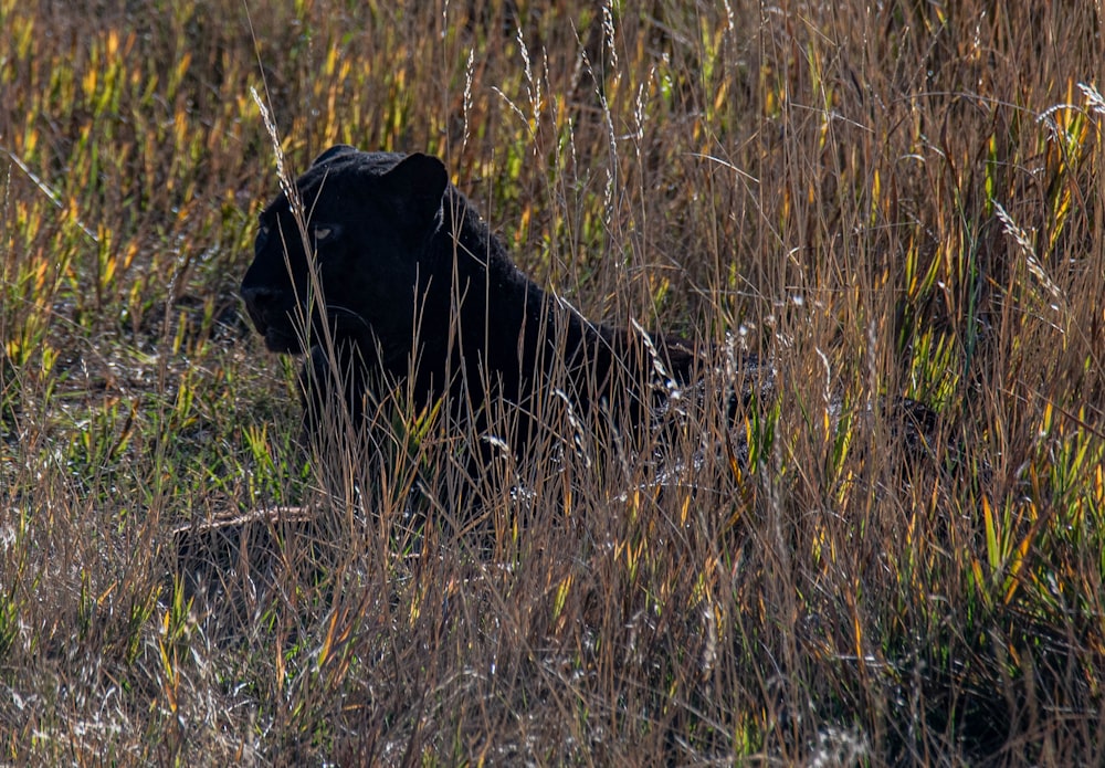 black labrador retriever on brown grass field during daytime
