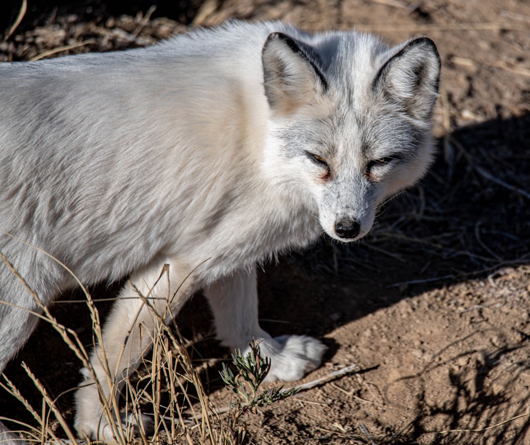 white and black fox on brown soil