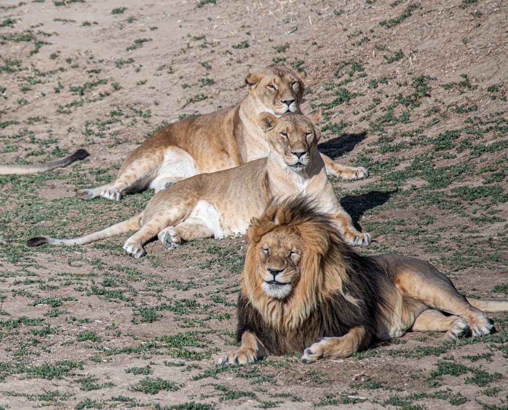 lion and lioness lying on ground during daytime