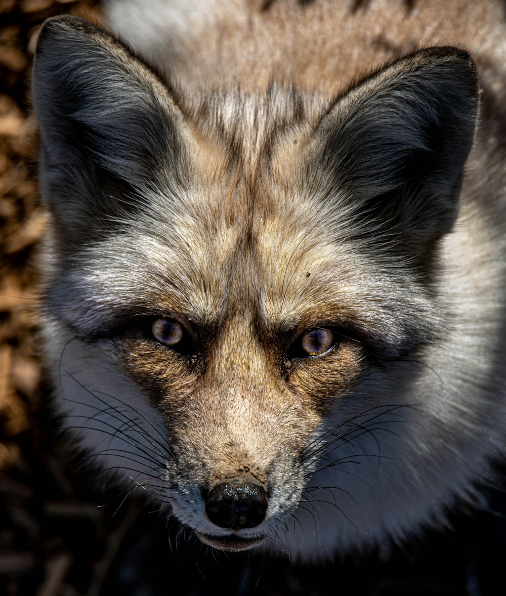 white and brown fox in close up photography