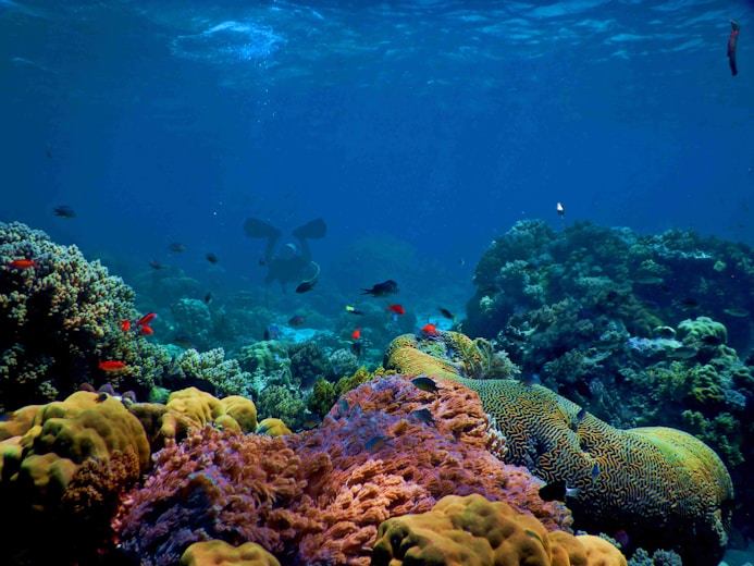 blue and black fish under water