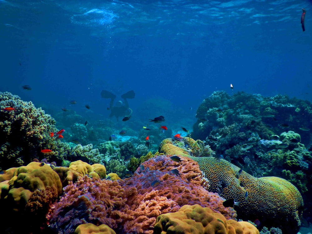 blue and black fish under water