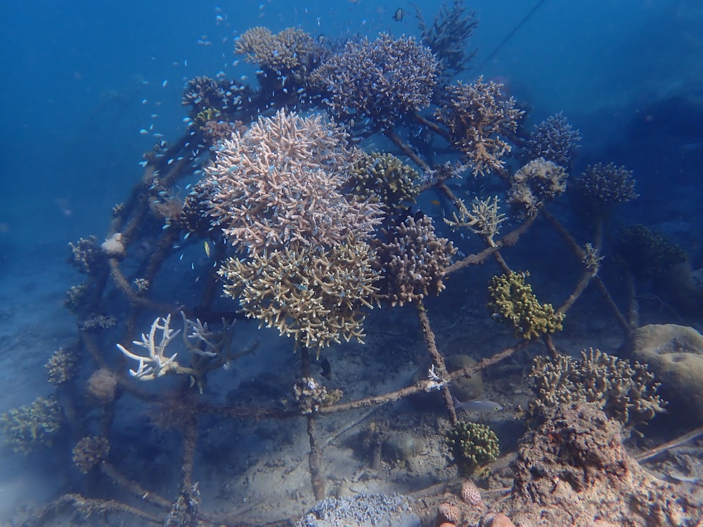 brown and white coral reef