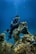 A scuba diver wearing a black diving suit and yellow goggles is underwater, surrounded by corals and colorful fish. The diver is positioned next to a large rock formation, which is covered in marine growth. Bubbles rise up from the diving equipment, and the background is a deep blue ocean.