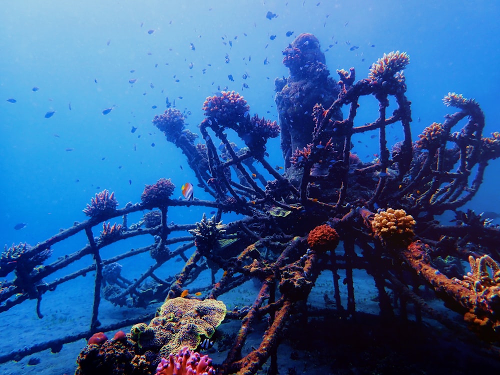 brown and black fishes under water