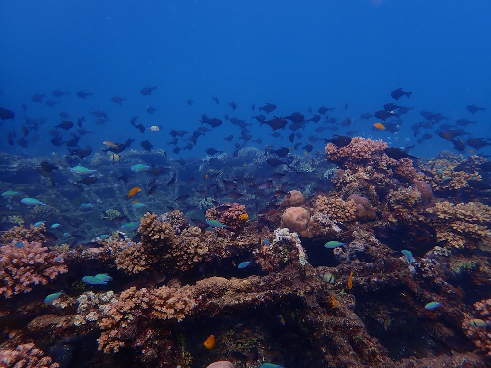 brown coral reef under water