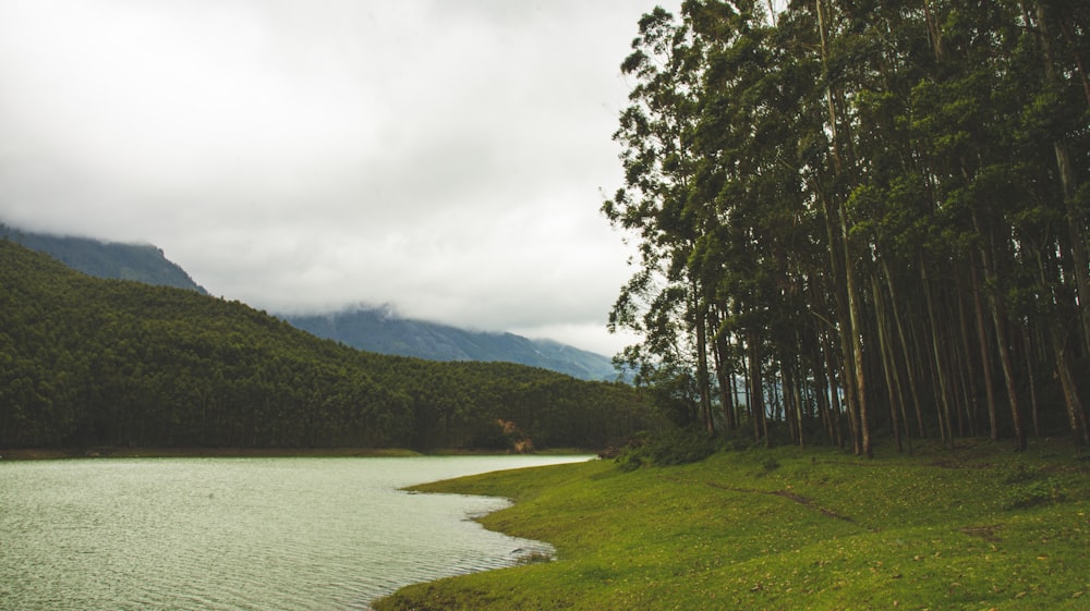 green trees near lake under white clouds during daytime