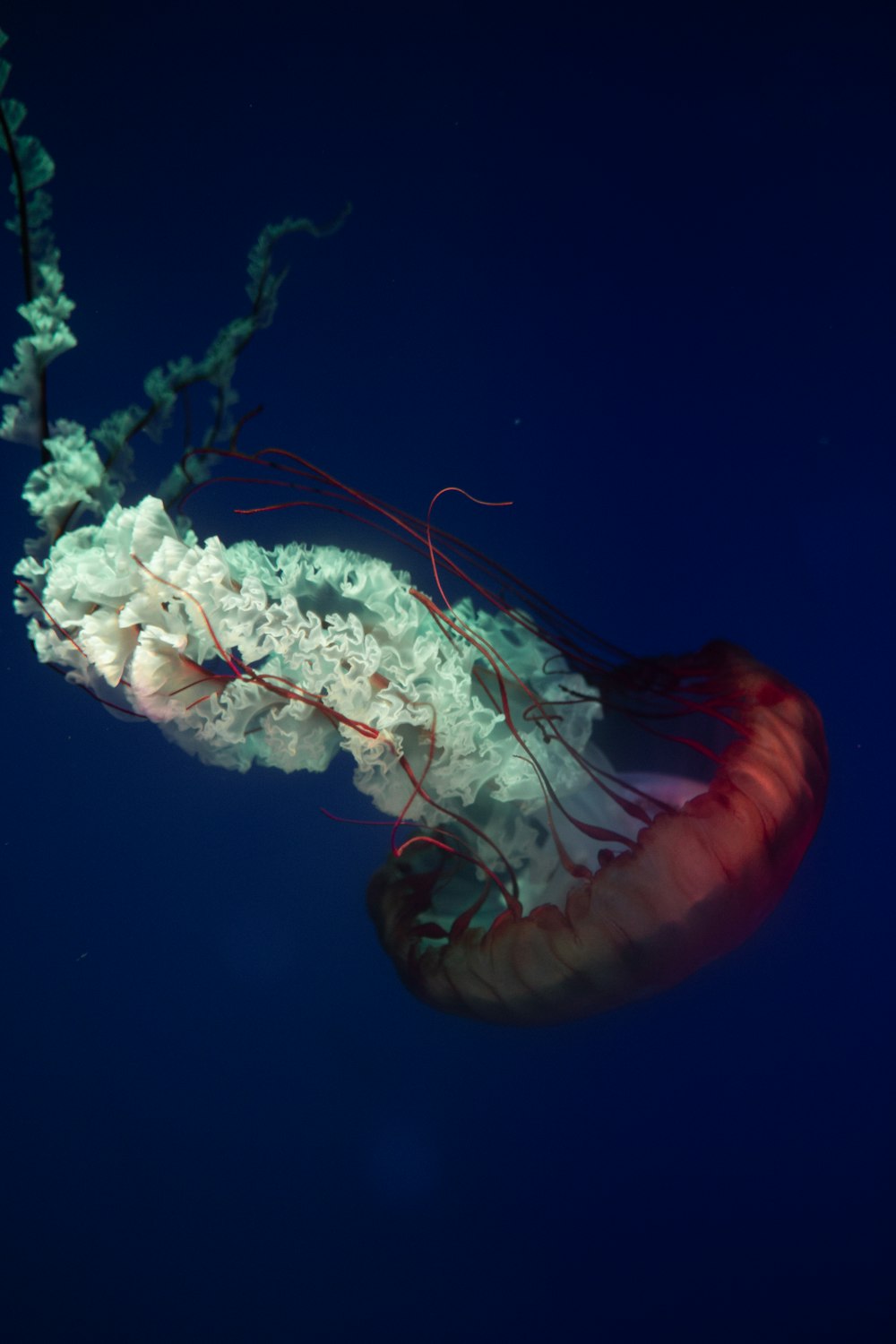 푸른 물에 빨간색과 흰색 해파리