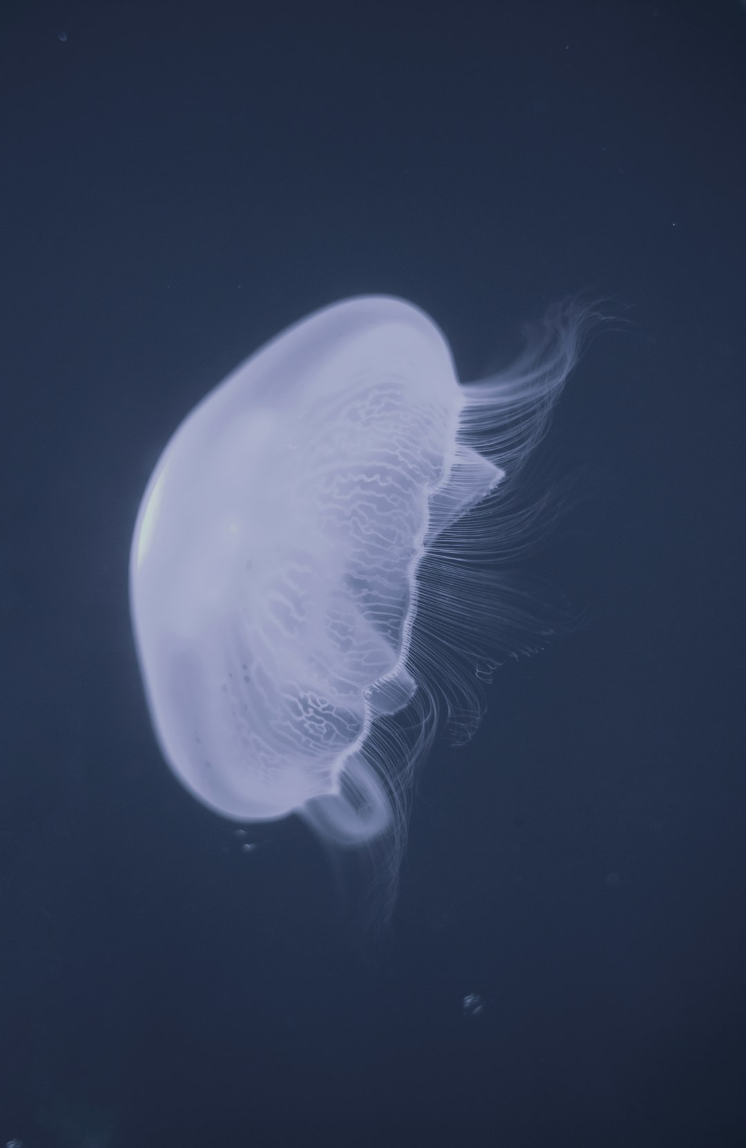 black jellyfish in white background