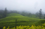 Lush green long pepper plantation with misty mountains in the background during sunrise.