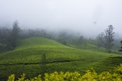 Artistic representation of tea fields blending into the mountainous landscape of La Réunion.