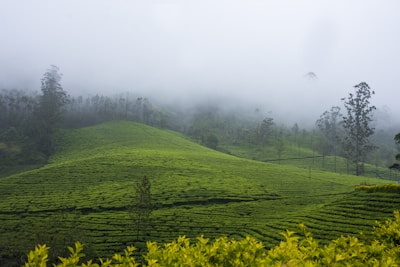 A tranquil tea garden with dew-kissed leaves stretching towards misty Himalayan hills.