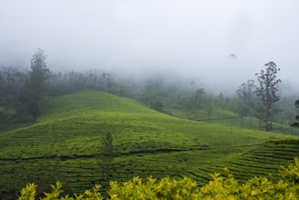 A tranquil tea garden with dew-kissed leaves stretching towards misty Himalayan hills.