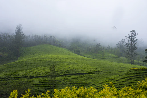 A serene coffee plantation at dawn with mist rolling over lush green hills.