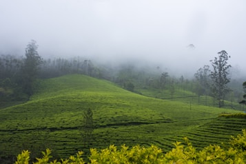A lush, green tea plantation stretches across rolling hills under a misty sky. Tall trees dot the landscape, and a layer of fog partially shrouds the background, adding a sense of mystery and tranquility.