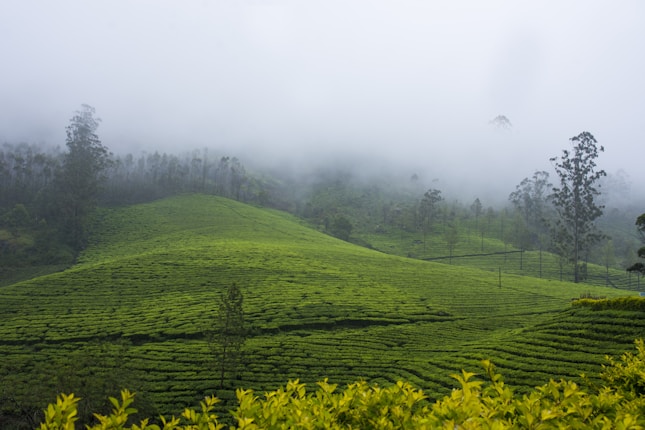 A lush, green tea plantation stretches across rolling hills under a misty sky. Tall trees dot the landscape, and a layer of fog partially shrouds the background, adding a sense of mystery and tranquility.