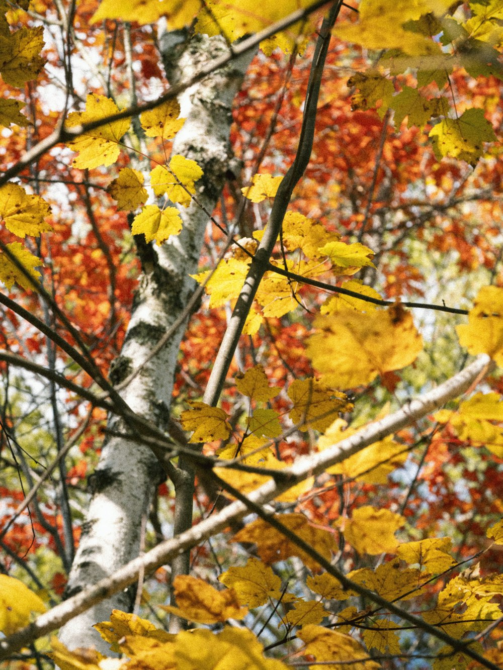 yellow and brown maple leaves on tree branch