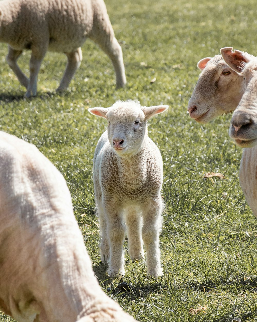 three white sheep on green grass during daytime