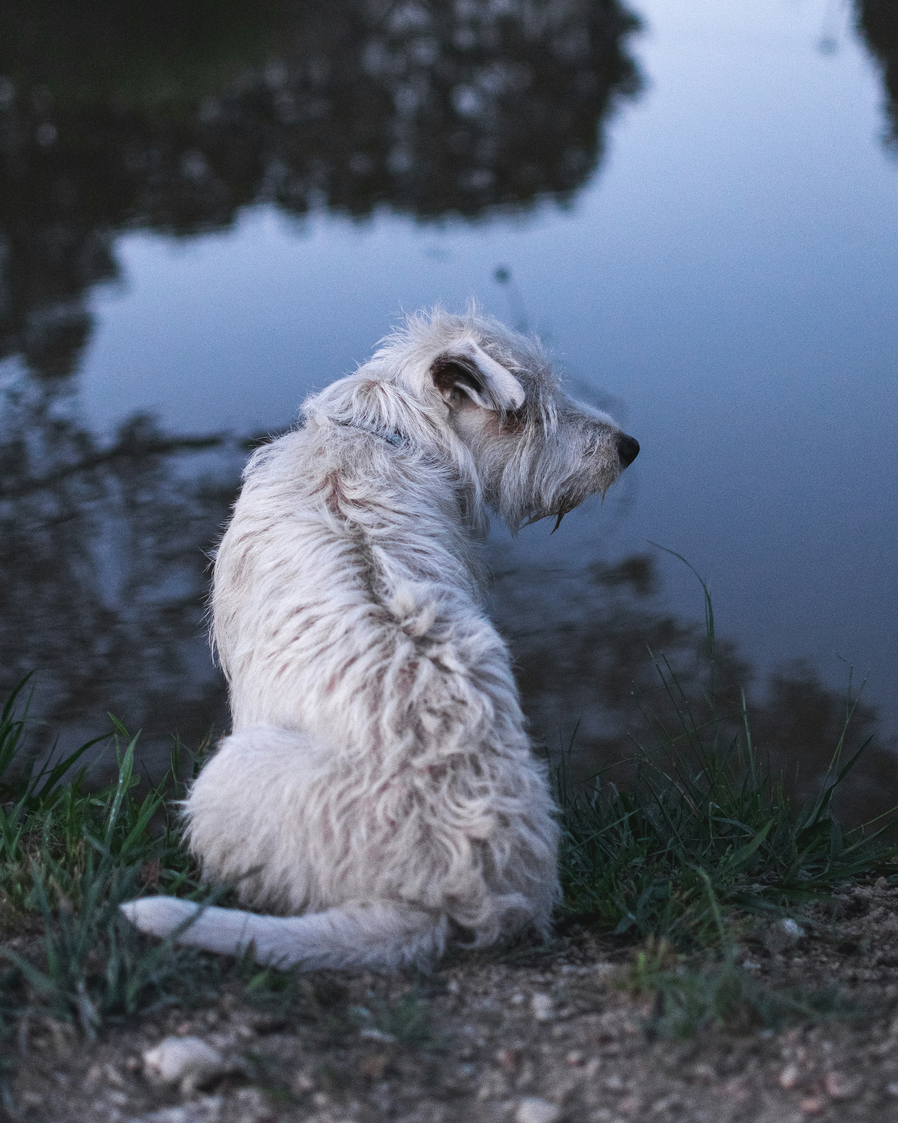 화이트테리어 털 빠짐 정도 및 백색 피모 유지를 위한 미용 관리법 이미지2