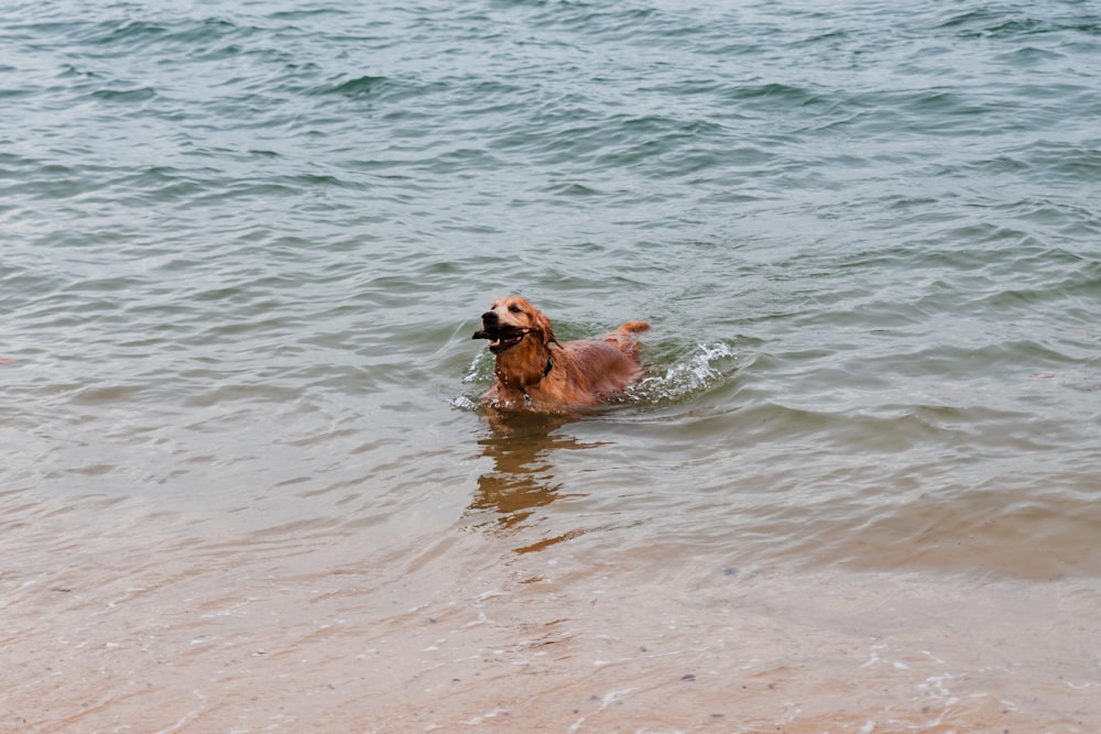 brown short coated dog on water during daytime