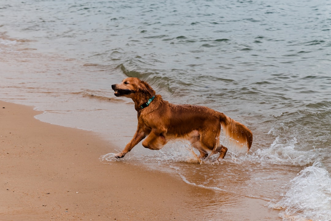 brown short coated dog on beach during daytime