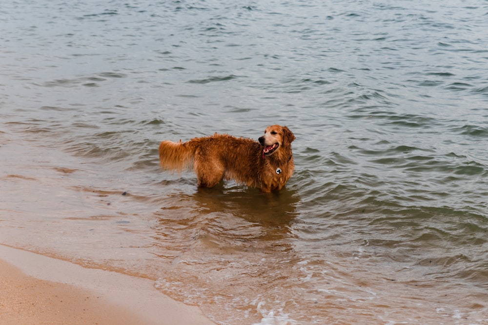 golden retriever running on the beach during daytime