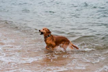 A joyful golden retriever happily chewing on a surfside paws branded treat by the beach.