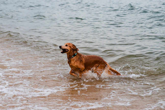 A joyful golden retriever happily chewing on a surfside paws branded treat by the beach.