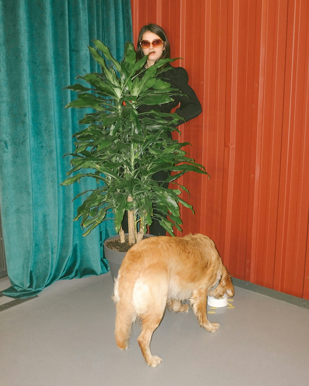 man in black jacket and brown short coated dog