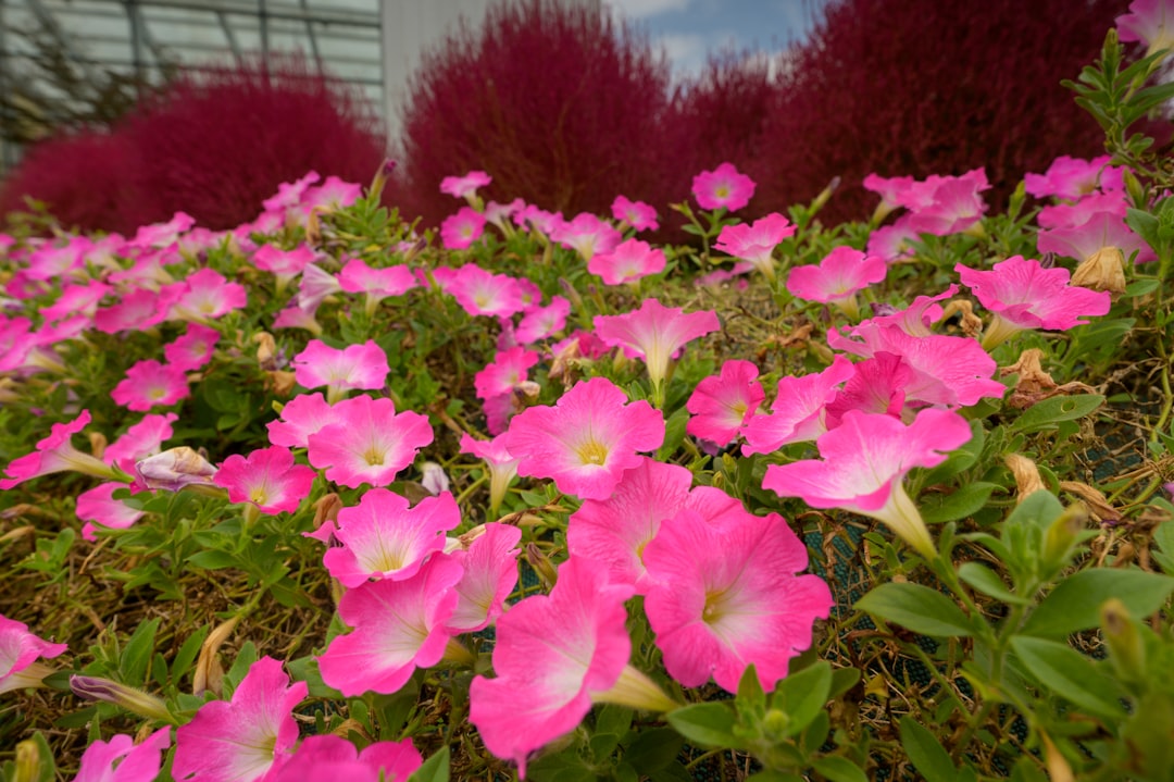 pink flowers with green leaves