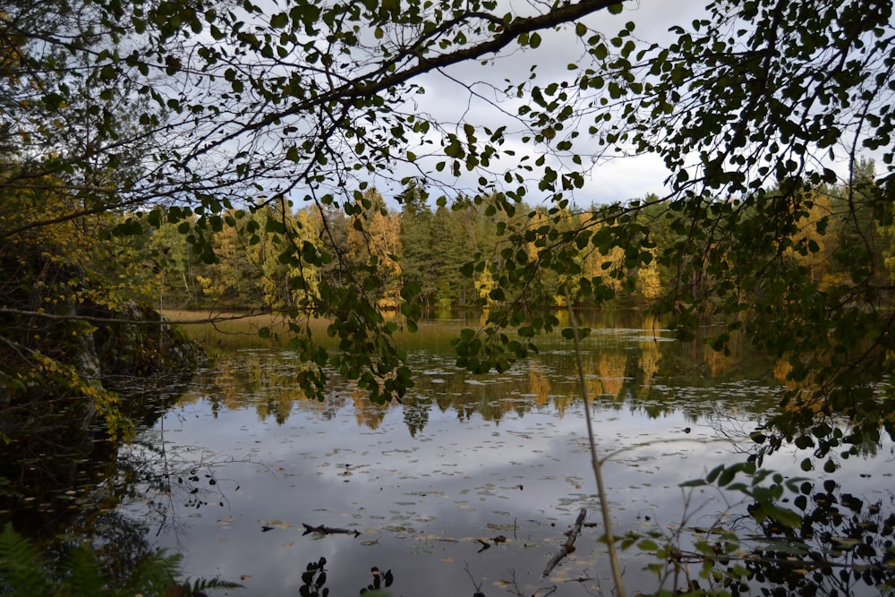 green trees beside body of water during daytime